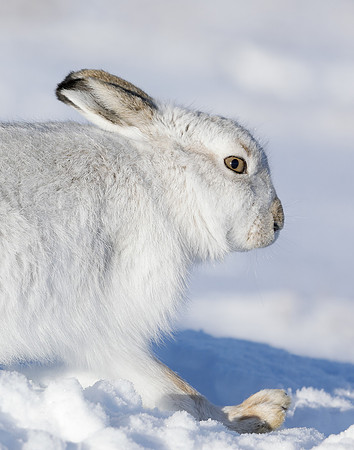 Mountain Hare Lepus timidus