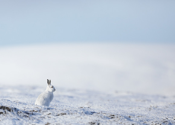 Mountain Hare Lepus timidus