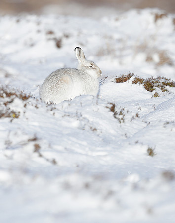 Mountain Hare Lepus timidus