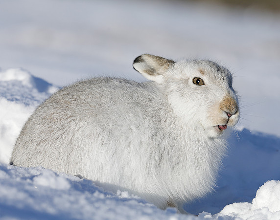 Mountain Hare Lepus timidus