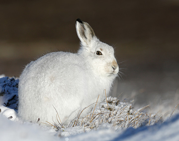 Mountain Hare Lepus timidus