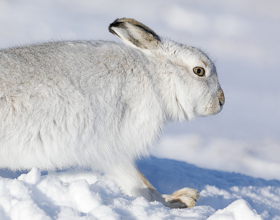 Mountain Hare Lepus timidus