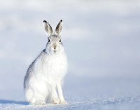 Mountain Hare Lepus timidus