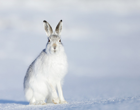 Mountain Hare Lepus timidus