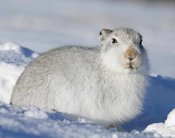 Mountain Hare Lepus timidus