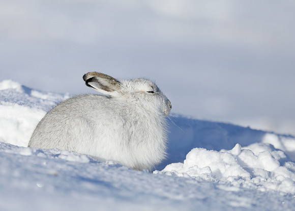 Mountain Hare Lepus timidus