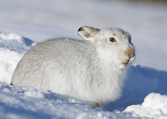 Mountain Hare Lepus timidus
