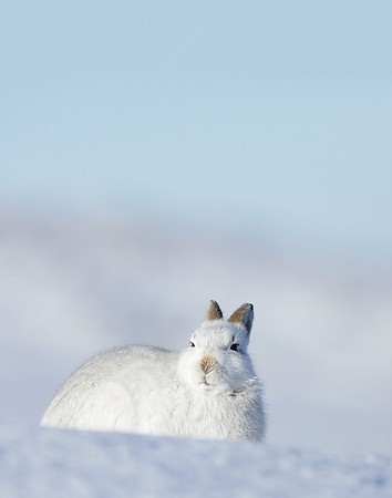 Mountain Hare Lepus timidus