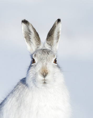 Mountain Hare Lepus timidus