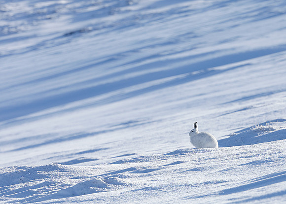 Mountain Hare Lepus timidus