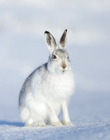 Mountain Hare Lepus timidus