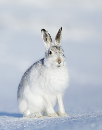 Mountain Hare Lepus timidus