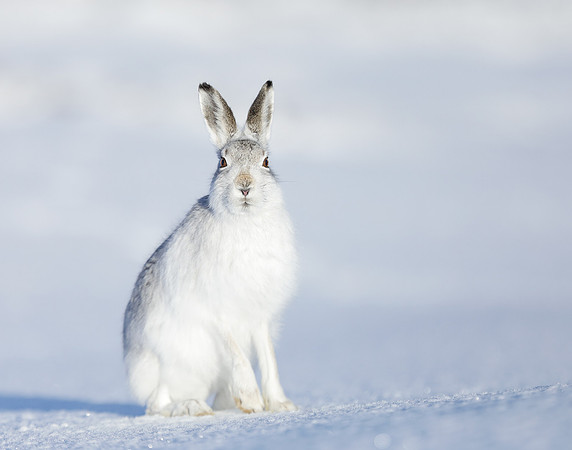 Mountain Hare Lepus timidus