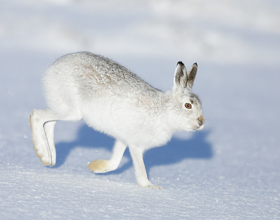 Mountain Hare Lepus timidus