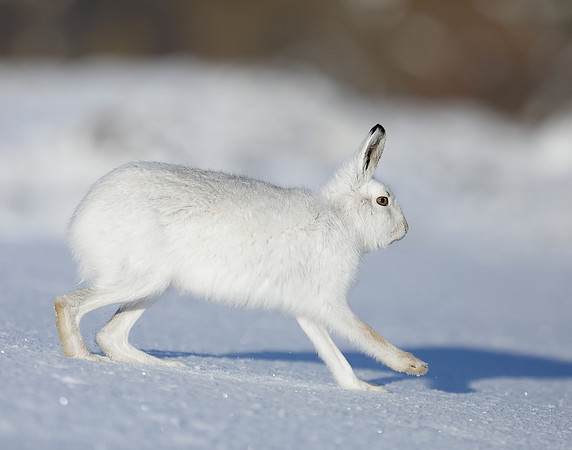 Mountain Hare Lepus timidus
