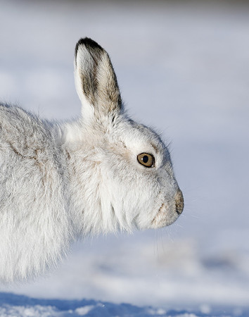 Mountain Hare Lepus timidus