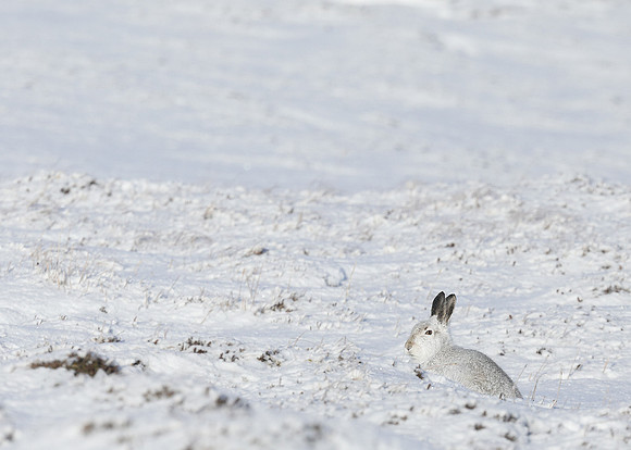 Mountain Hare Lepus timidus