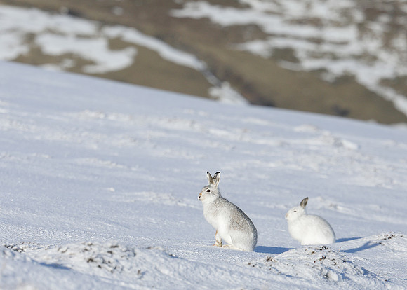 Mountain Hare Lepus timidus