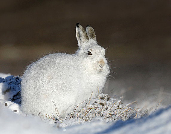 Mountain Hare Lepus timidus