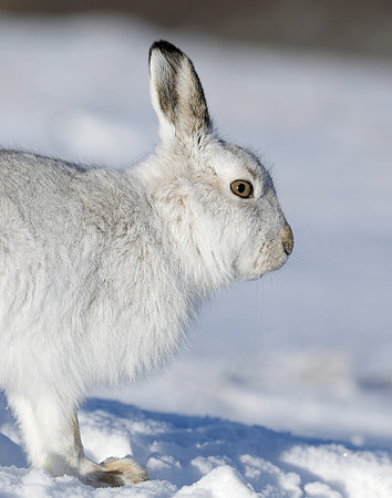 Mountain Hare Lepus timidus
