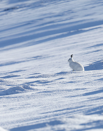 Mountain Hare Lepus timidus