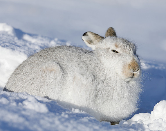 Mountain Hare Lepus timidus