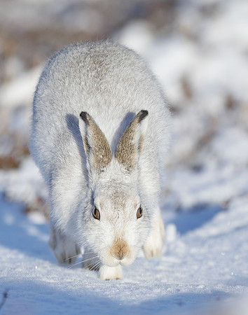 Mountain Hare Lepus timidus