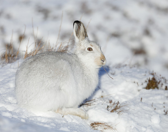 Mountain Hare Lepus timidus