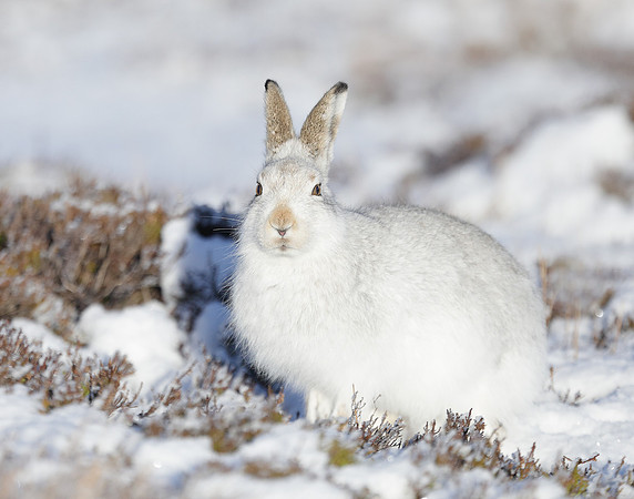 Mountain Hare Lepus timidus