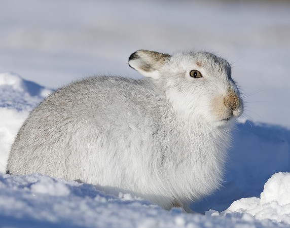 Mountain Hare Lepus timidus