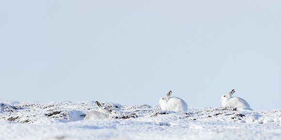 Mountain Hare Lepus timidus