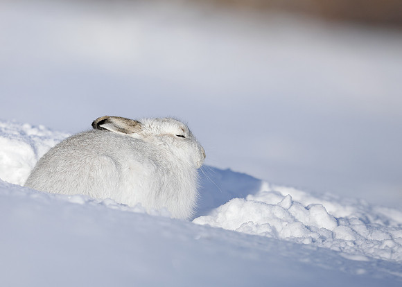Mountain Hare Lepus timidus