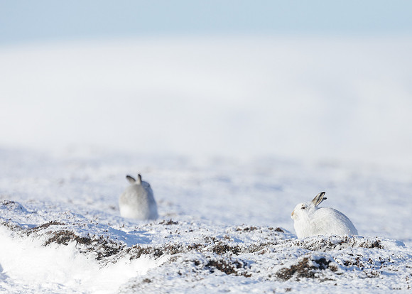 Mountain Hare Lepus timidus