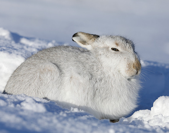 Mountain Hare Lepus timidus