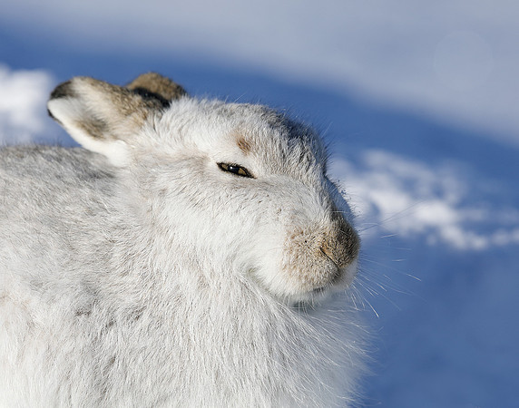 Mountain Hare Lepus timidus