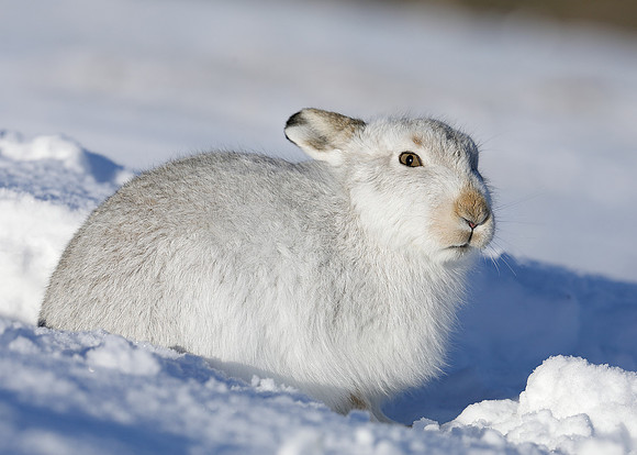 Mountain Hare Lepus timidus