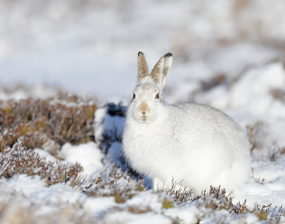 Mountain Hare Lepus timidus