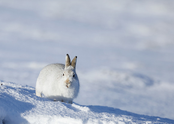 Mountain Hare Lepus timidus