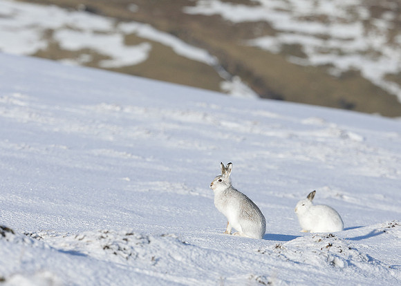 Mountain Hare Lepus timidus