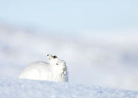 Mountain Hare Lepus timidus