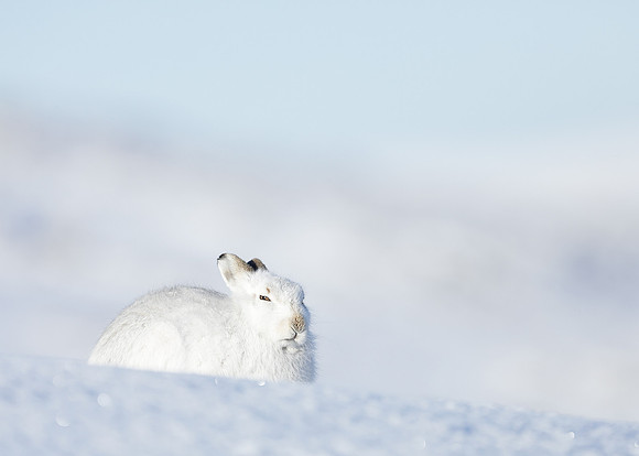 Mountain Hare Lepus timidus