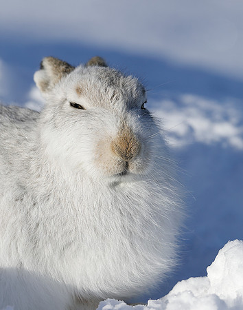 Mountain Hare Lepus timidus