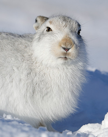 Mountain Hare Lepus timidus