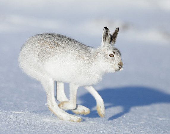 Mountain Hare Lepus timidus