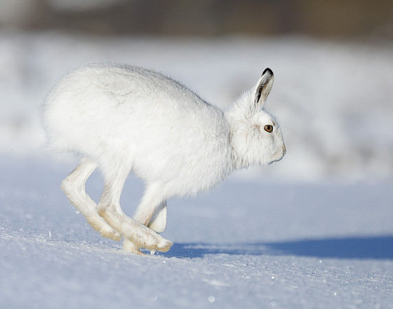 Mountain Hare Lepus timidus