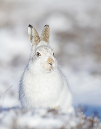 Mountain Hare Lepus timidus