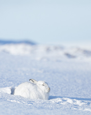 Mountain Hare Lepus timidus