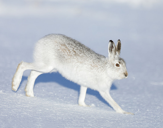 Mountain Hare Lepus timidus