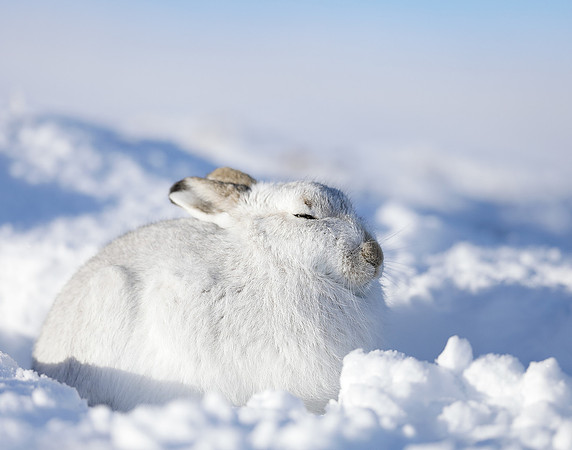 Mountain Hare Lepus timidus