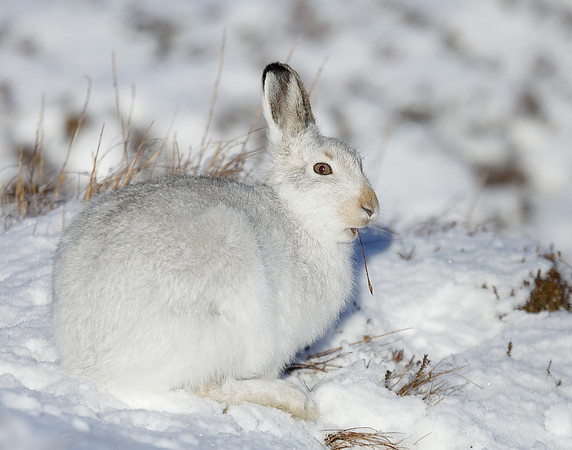 Mountain Hare Lepus timidus
